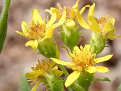 Solidago petiolaris
