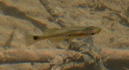 Hubers kiellevendbarende (Alfaro huberi) — Poeciliidae — 3