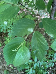 Hamamelis virginiana