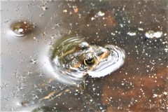 Lithobates virgatipes