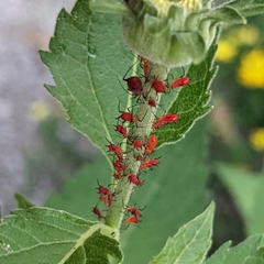 Uroleucon obscuricaudatum