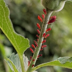 Uroleucon obscuricaudatum