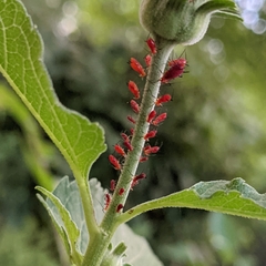 Uroleucon obscuricaudatum
