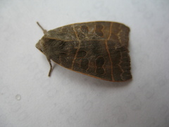 Ipimorpha pleonectusa