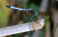 Pachydiplax longipennis