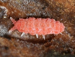 Bilobella braunerae