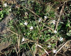 Diclis