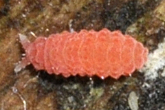 Bilobella braunerae