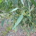 Eucalyptus carnea - Photo (c) Nick Lambert, algunos derechos reservados (CC BY-NC-SA), uploaded by Nick Lambert