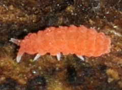 Bilobella braunerae