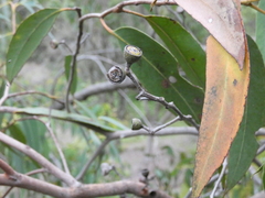Eucalyptus carnea