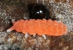 Bilobella braunerae