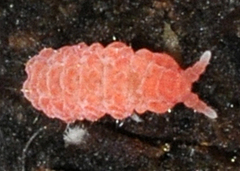 Bilobella braunerae