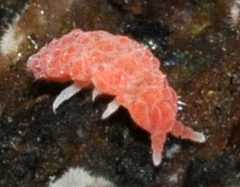 Bilobella braunerae