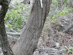 Eucalyptus carnea