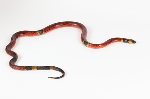 Variable Coralsnake