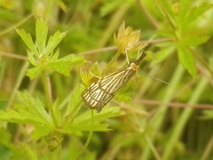 Chrysocrambus