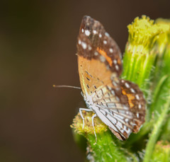 Parvospila emylius