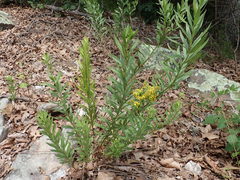 Solidago petiolaris