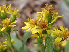 Solidago petiolaris
