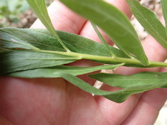 Solidago petiolaris