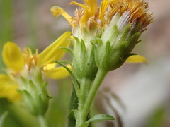Solidago petiolaris