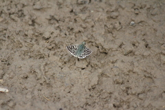 Pyrgus sidae