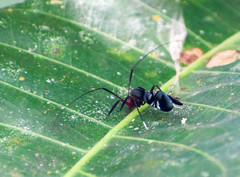 Thyrsophorinae