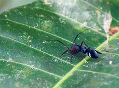 Thyrsophorinae