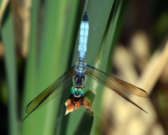 Pachydiplax longipennis