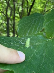 Hormaphis hamamelidis