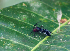 Thyrsophorinae