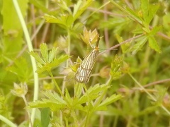 Chrysocrambus