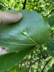 Hormaphis hamamelidis