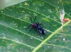 Thyrsophorinae