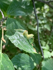 Hormaphis hamamelidis