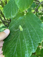 Hormaphis hamamelidis