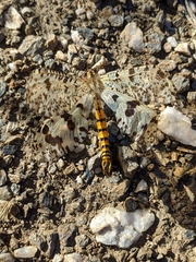 Palpares hispanus