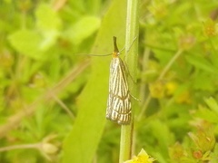 Chrysocrambus