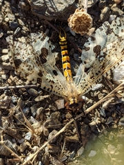Palpares hispanus