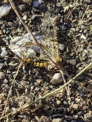 Palpares hispanus