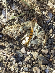 Palpares hispanus