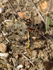 Palpares hispanus