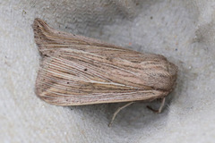 Mythimna riparia