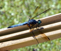 Pachydiplax longipennis