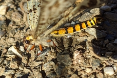 Palpares hispanus