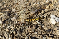 Palpares hispanus