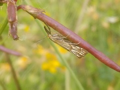 Chrysocrambus