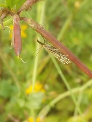 Chrysocrambus