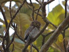 Glaucidium radiatum